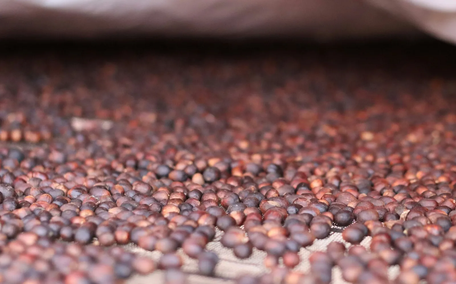 What Does Experimental Processing Mean for Farmers?