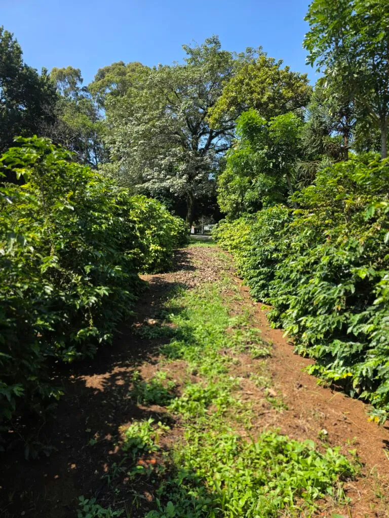 Inside São Paulo’s Urban Coffee Experiment: A Living Lab for Brazil’s Bean Resilience