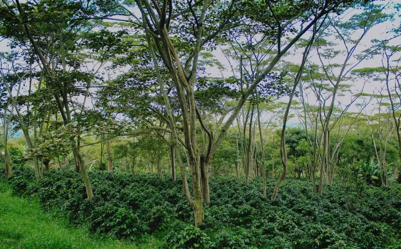 How Regenerative Agriculture Changed the Lives of Two Colombian Coffee Producers