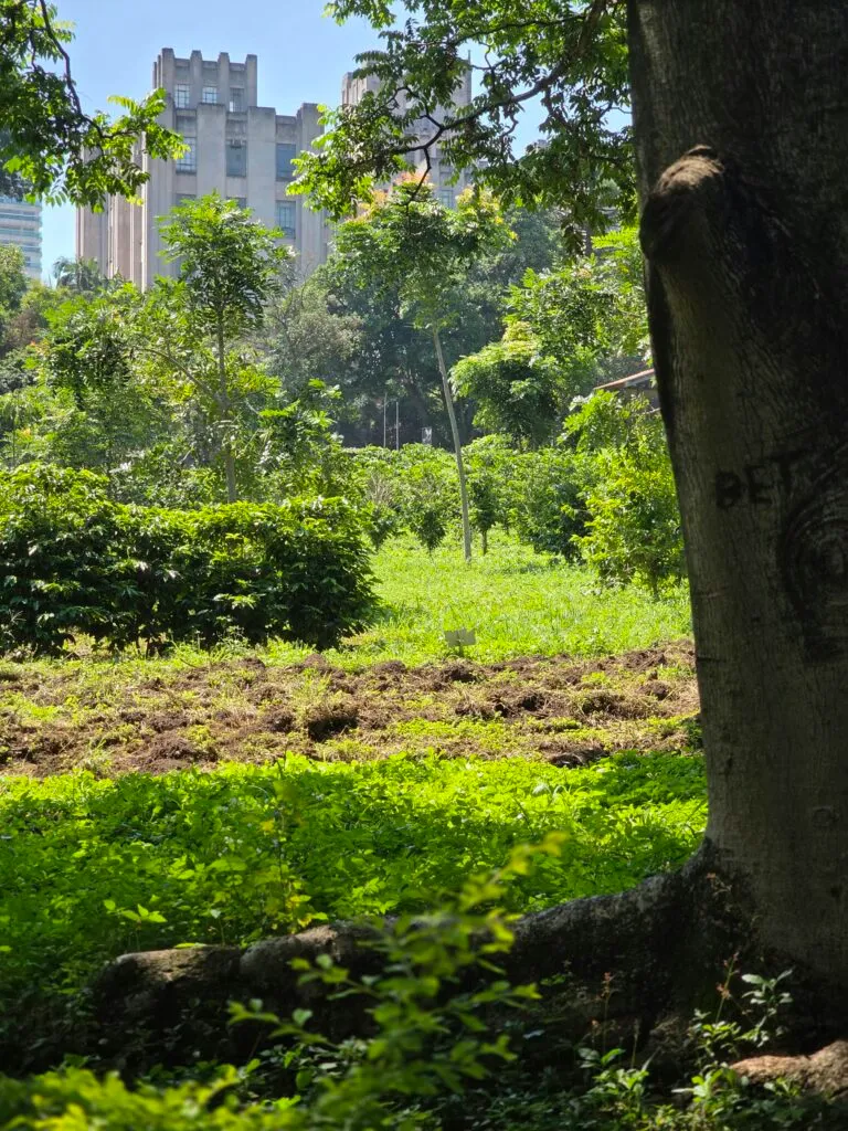 Inside São Paulo’s Urban Coffee Experiment: A Living Lab for Brazil’s Bean Resilience
