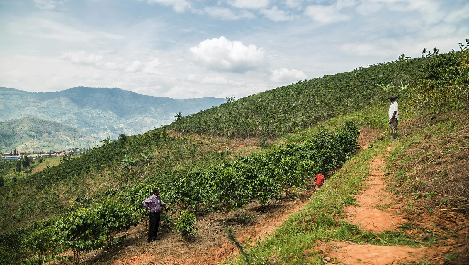 Rocky Mountain Roasters Reach for Higher Ground