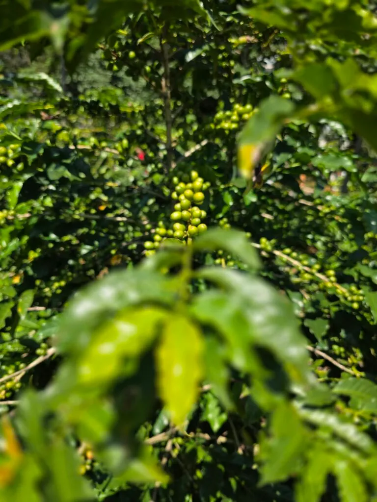 Inside São Paulo’s Urban Coffee Experiment: A Living Lab for Brazil’s Bean Resilience