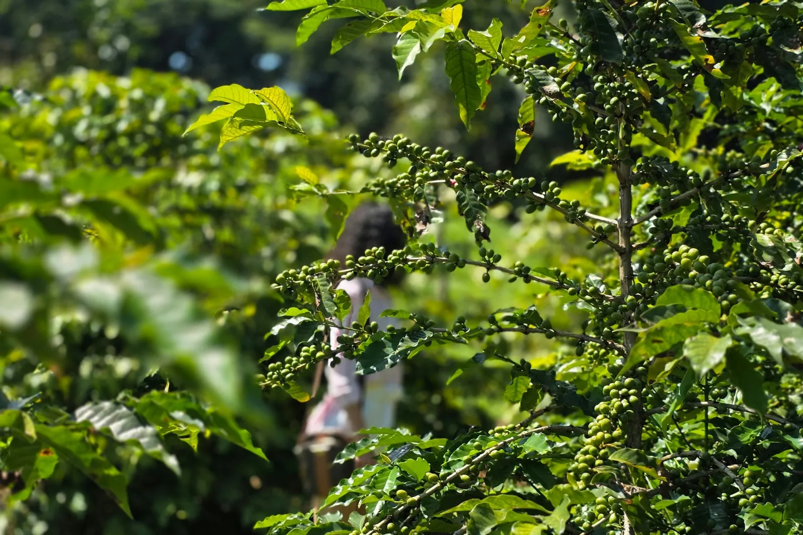 The World’s Largest Urban Coffee Farm Could Hold the Key to Brazilian Coffee’s Future