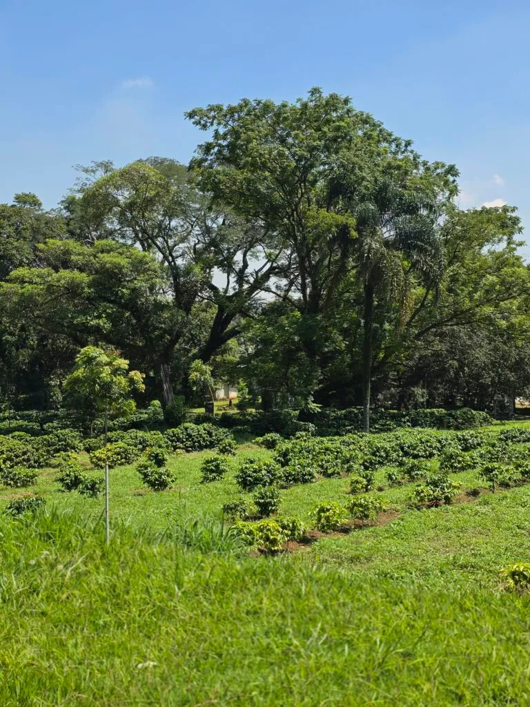 Inside São Paulo’s Urban Coffee Experiment: A Living Lab for Brazil’s Bean Resilience