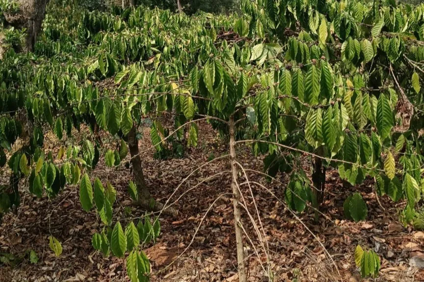Coffee leaves wilt without water at Balanoor Plantations.