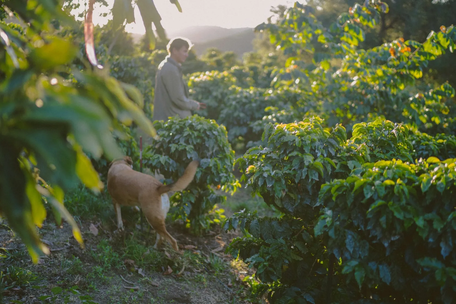 On The Growing California Coffee Movement