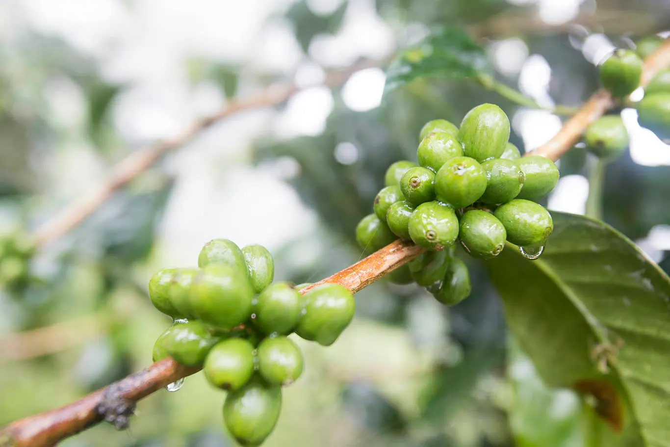 Unripe geisha at Finca la Mula.