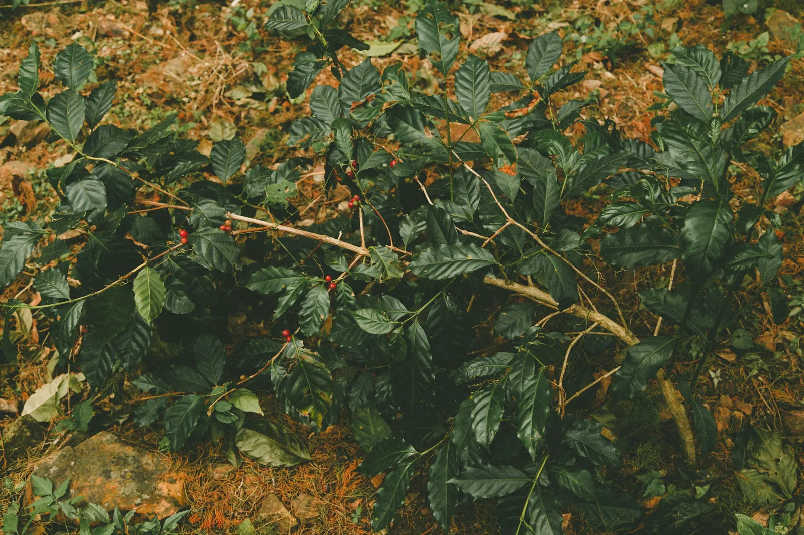 Coffee trees tied down in the agobio parra style.