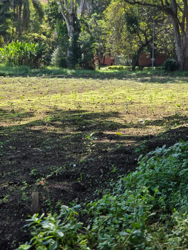 Inside São Paulo’s Urban Coffee Experiment: A Living Lab for Brazil’s Bean Resilience