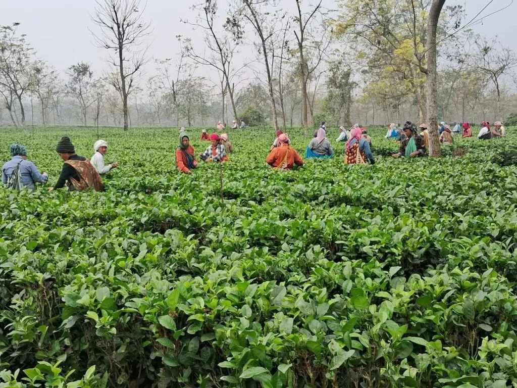 First flush plucking at Rohini.