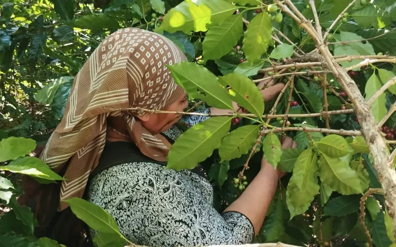 In Nicaragua, Women Coffee Pickers Balance Work, Children, and Life