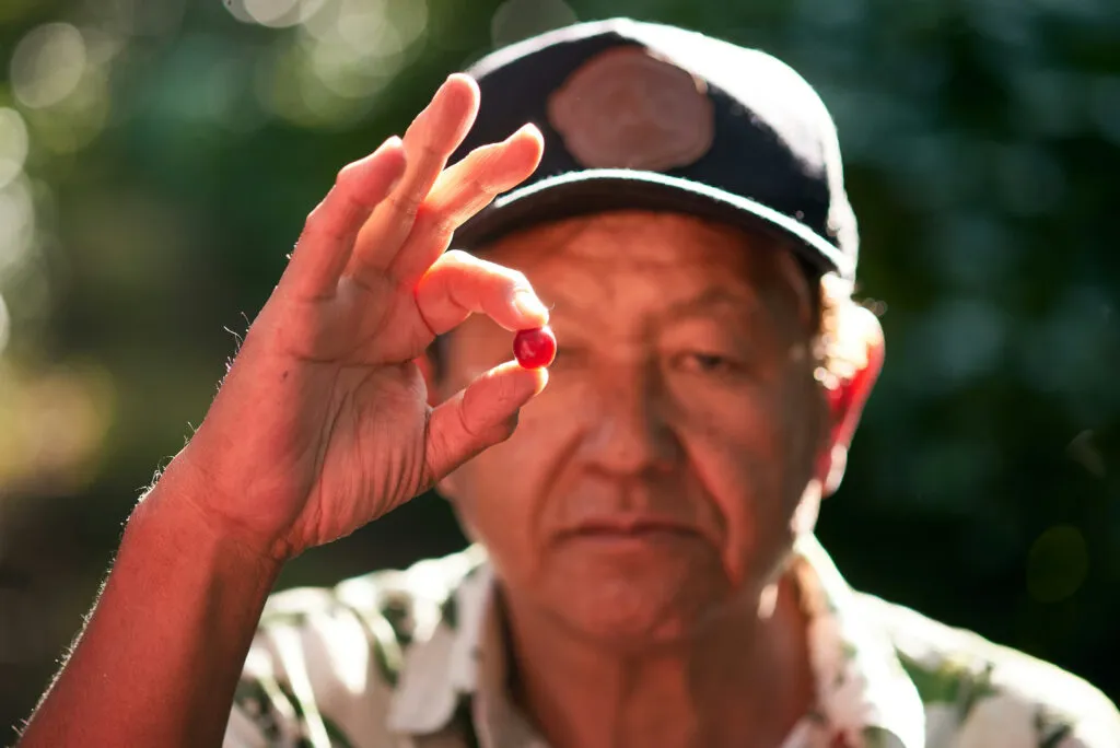 How One Brazilian Family Farm Used Avocado Trees to Reshape Coffee Growing