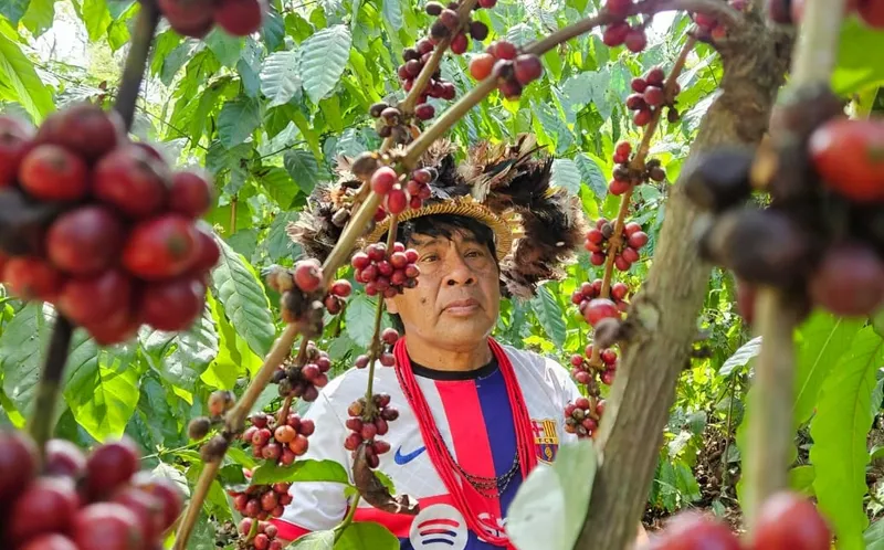 How the World’s Largest Rainforest Became Brazil’s New Coffee Frontier