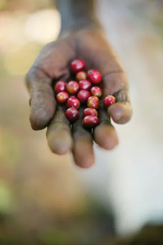 CherriesInHand