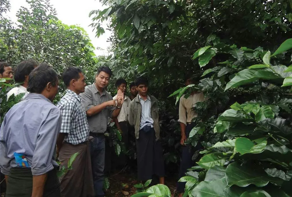 Myanmar Coffee