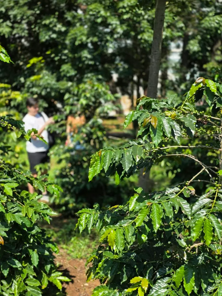 Inside São Paulo’s Urban Coffee Experiment: A Living Lab for Brazil’s Bean Resilience