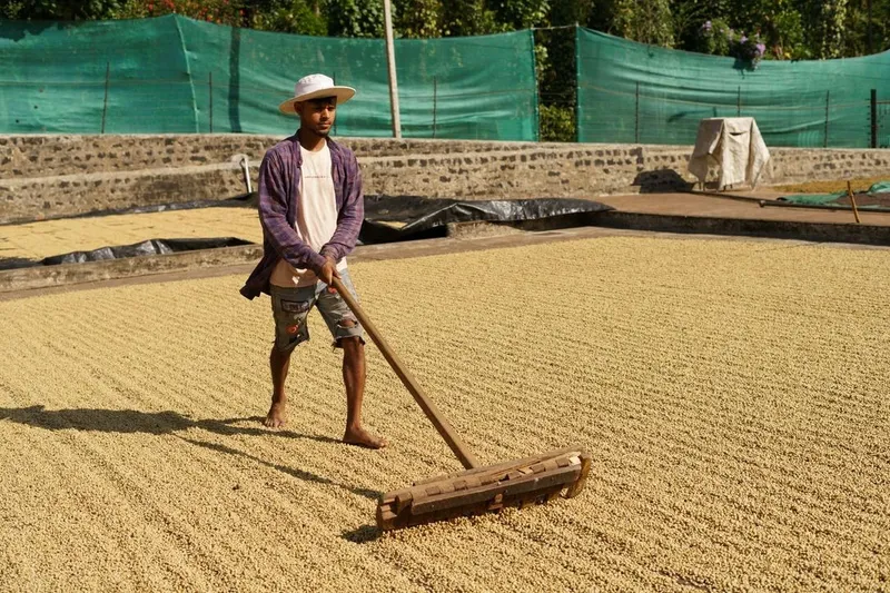 India’s Coffee Is 70% Robusta. Why Does Its Specialty Industry Avoid Drinking It?