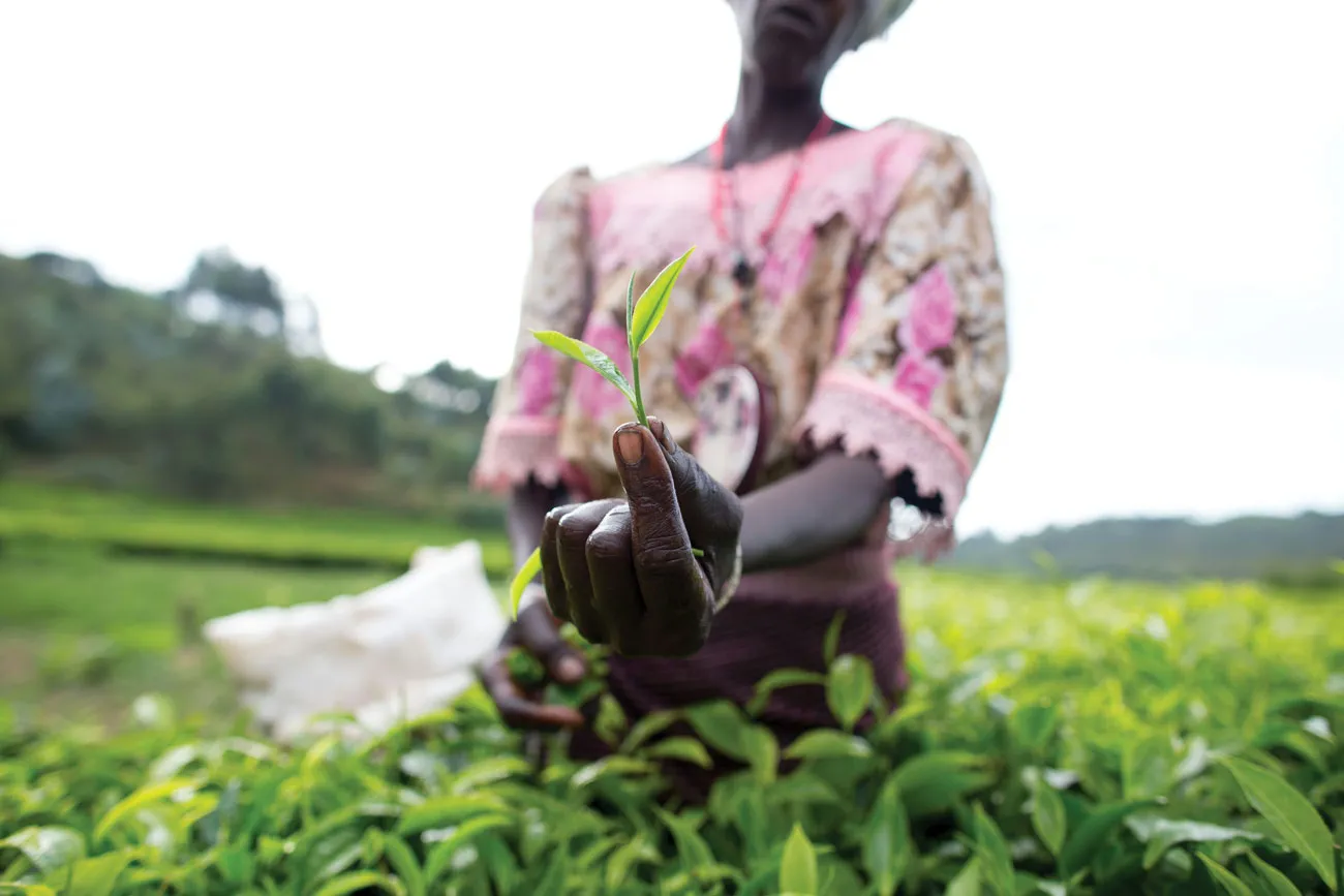 Mama Claude is not simply a coffee or tea farmer, she grows beans and corn and sweet potatoes and a range of other crops to sell and feed her family.