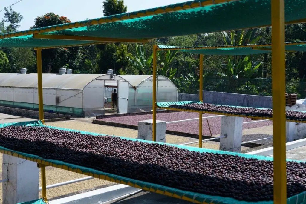 Robusta cherries processing.