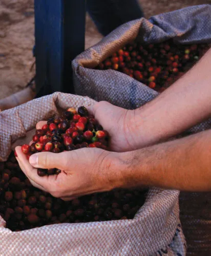 holdingCherries