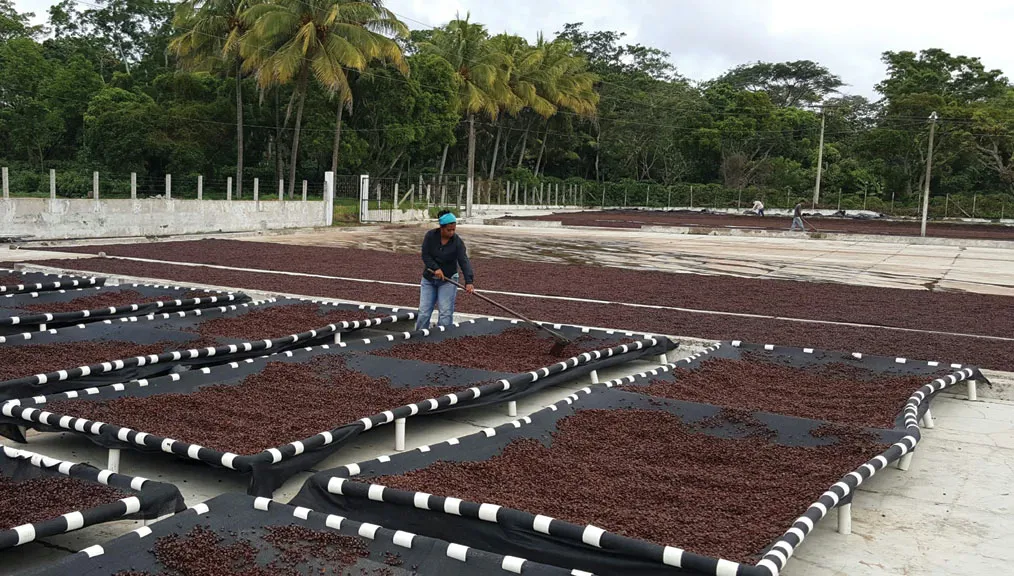 Coffee Waste or Product Potential?
