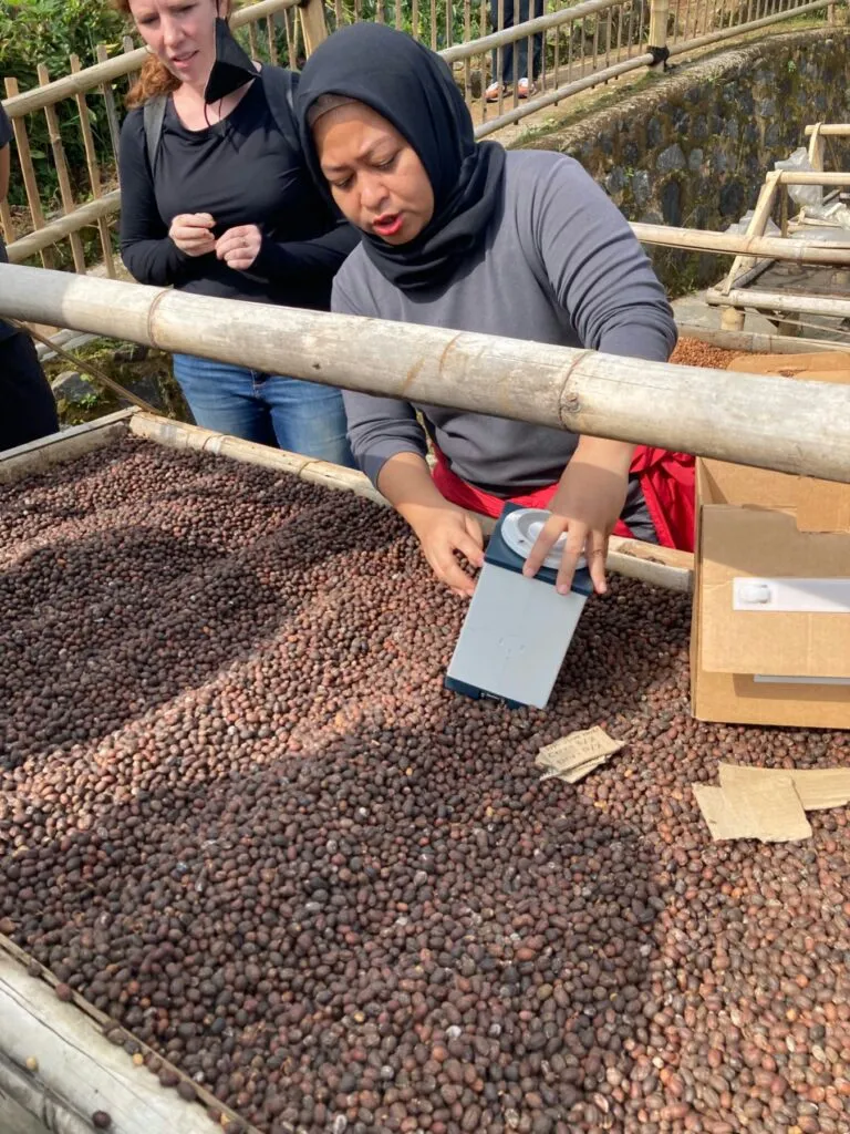 From Cherry to Cup: Three Indonesian Processors on Progress and Pressures