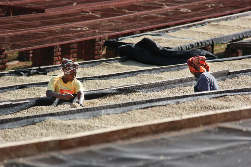 shangrila_dryingsorting_jacobibarra
