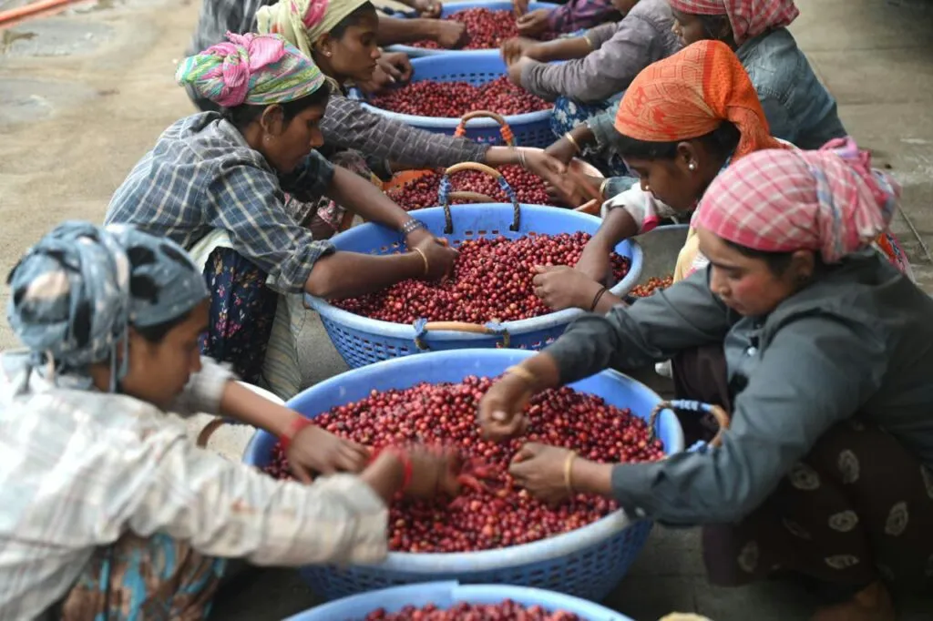 Robusta processing at St. Margaret Estate.