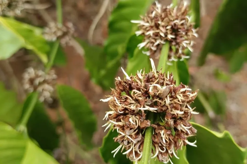 Dried coffee blossoms at Balanoor Plantations in India.