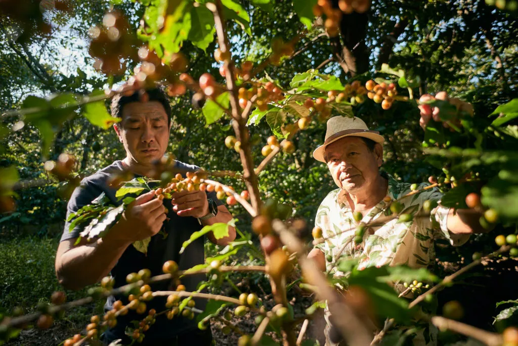 How One Brazilian Family Farm Used Avocado Trees to Reshape Coffee Growing