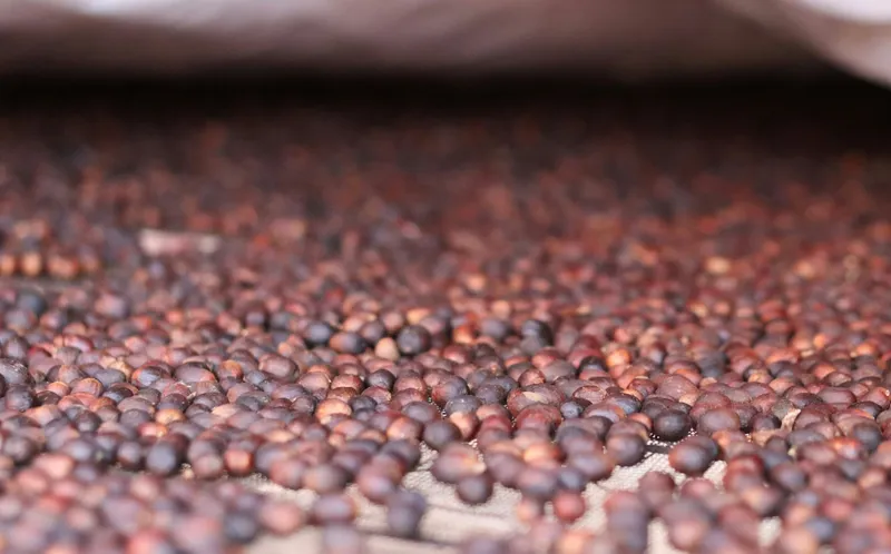 What Does Experimental Processing Mean for Farmers?