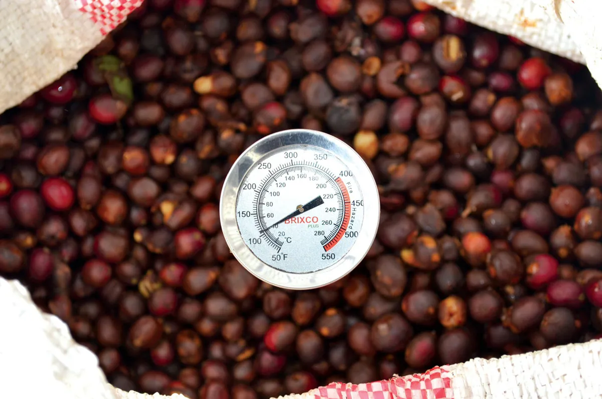 A temperature reading of coffee cherries.
