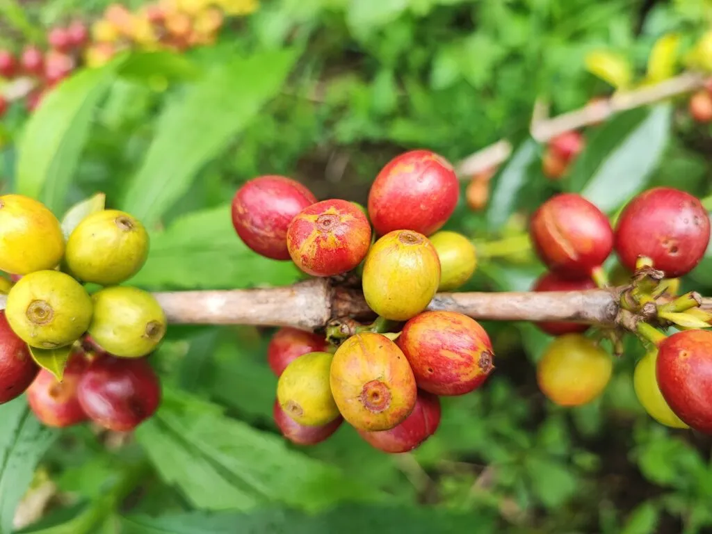 Coffee cherries under stress can compromise the formation of their cellular structure.