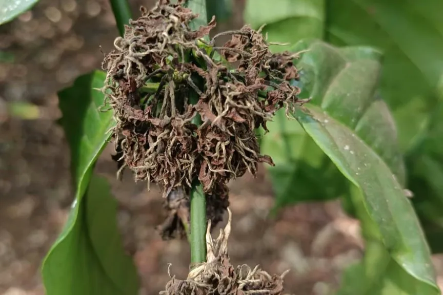 When Rain Fails: How Drought and a Warming Climate Are Reshaping Coffee Farming