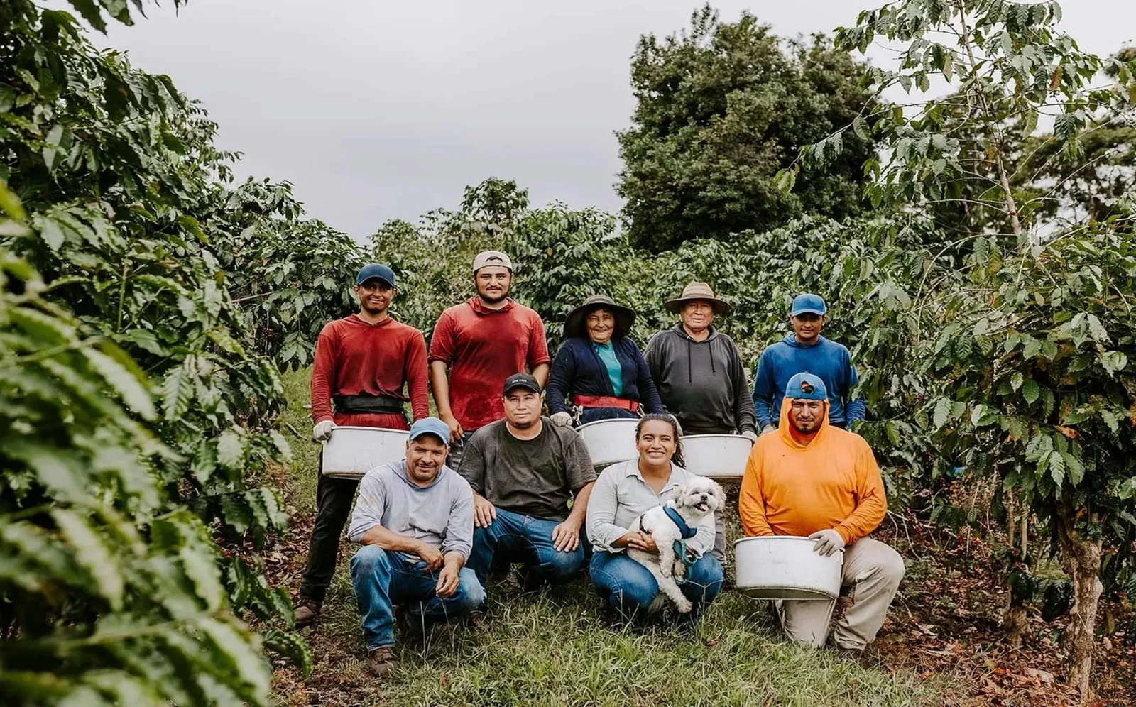 The Accidental Coffee Farmer