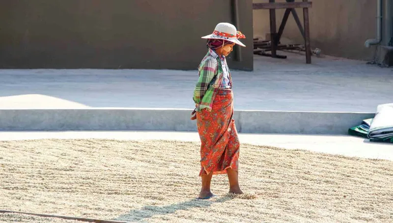 Who’s Behind Myanmar Coffee?
