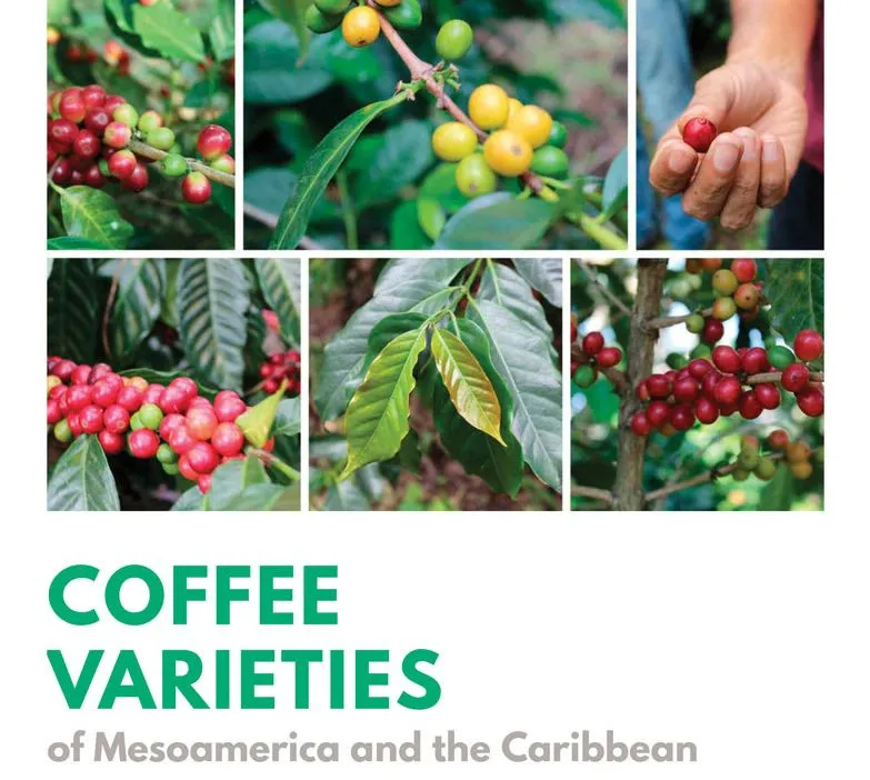 coffee, specialty coffee, world coffee research, wcr
