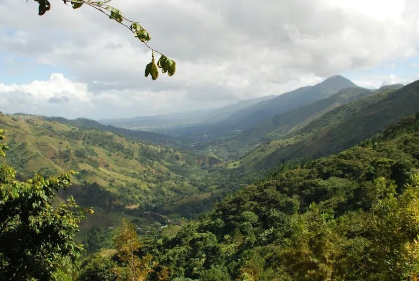 Diving into Dominican Coffee Production