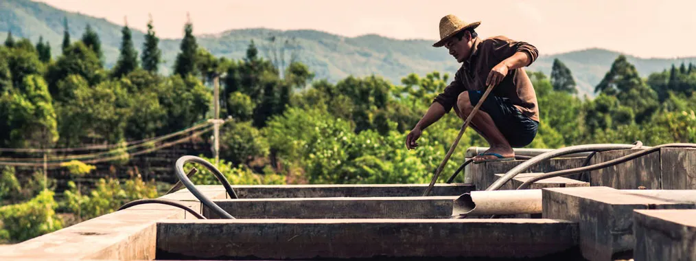 A Farmer's Legacy: The Rise of Yunnan Coffee