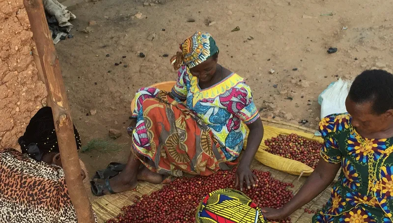 Roasting in Coffee-Producing Countries