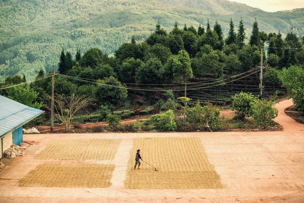 A Farmer's Legacy: The Rise of Yunnan Coffee