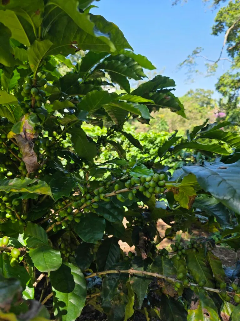 Inside São Paulo’s Urban Coffee Experiment: A Living Lab for Brazil’s Bean Resilience