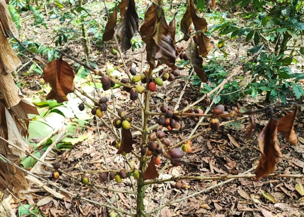 A coffee plant withers without water at a coffee farm in Peru.