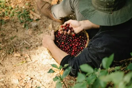 Brewing a Greener Cup: Creative Reuses for Coffee's Hidden Byproducts