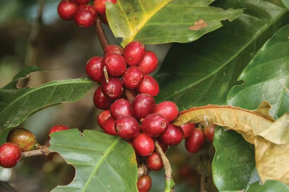 Myanmar Coffee