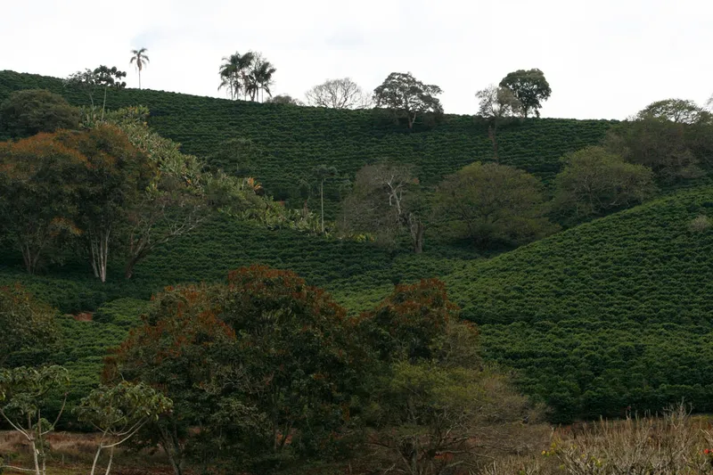 On the Shoulders of a Coffee Giant