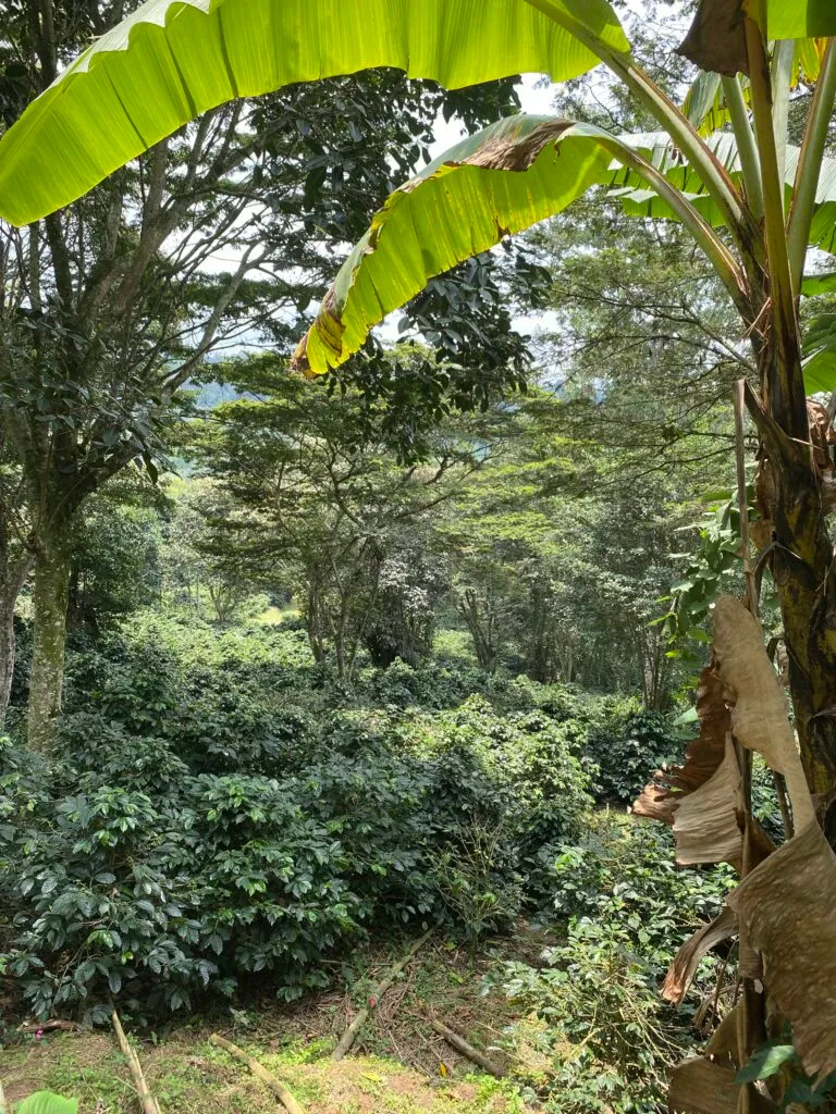 Two Colombian Coffee Growers on How Regenerative Farming Reshaped Their Work