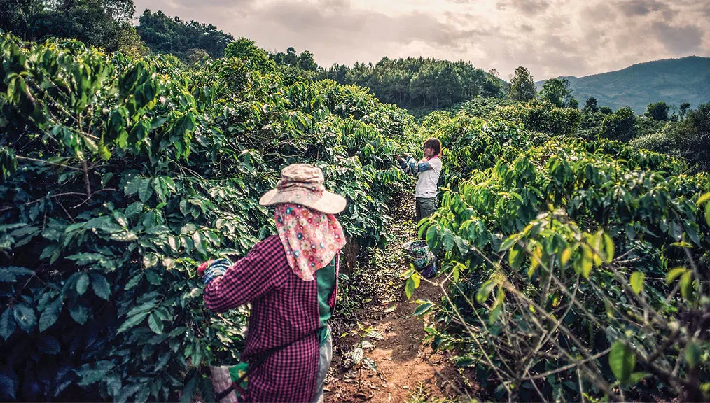 Yunnan Coffee