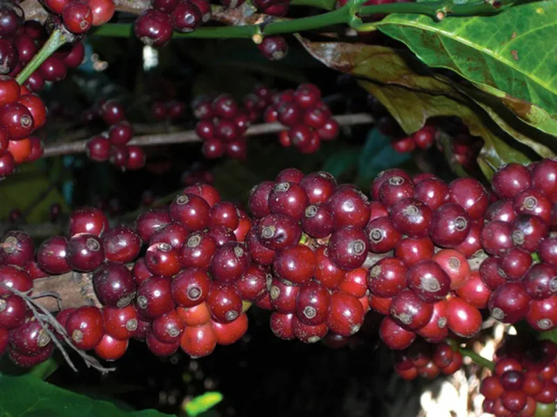 A Bit Wild Robusta