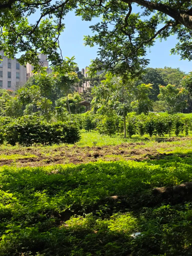 Inside São Paulo’s Urban Coffee Experiment: A Living Lab for Brazil’s Bean Resilience